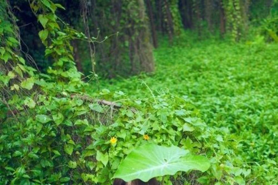 厦门陪游评茶员逮双涵